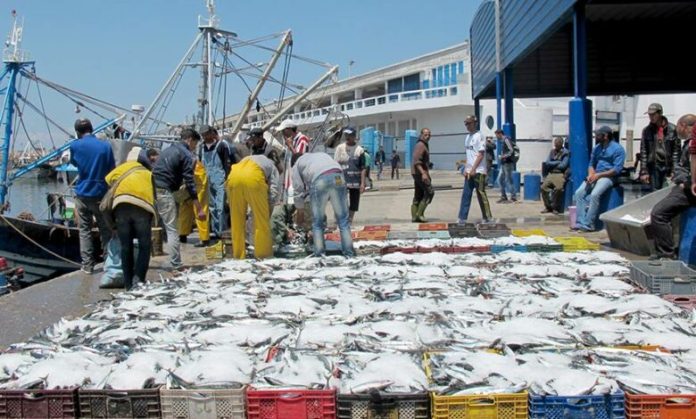 Port de Larache : Les Débarquements de Pêche Augmentent de 10% à Fin Mai